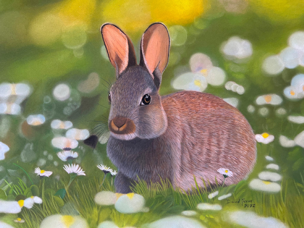 Spring Is Here   Rabbit  Art | davenevue