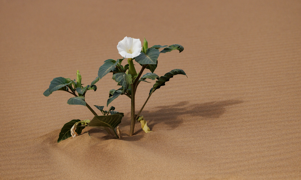 Flower In The Sand Photography Art | Mark Nissenbaum Photography