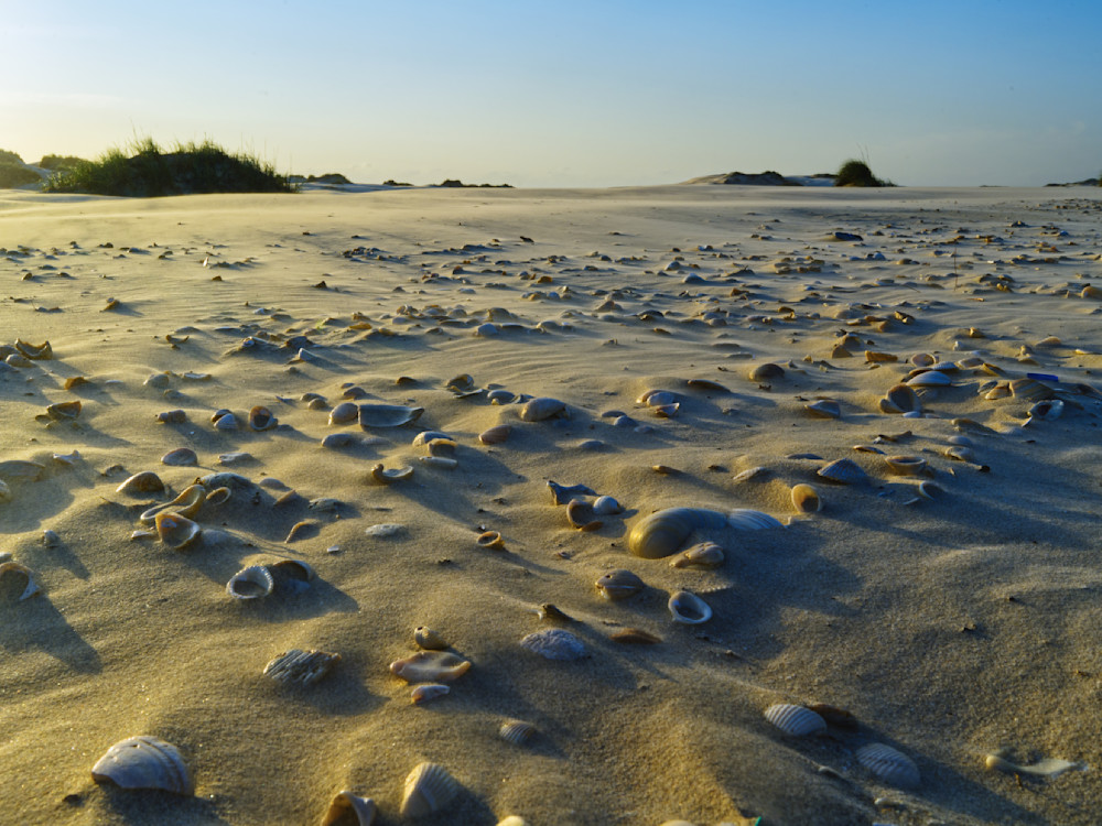 Dunes and Seashells
