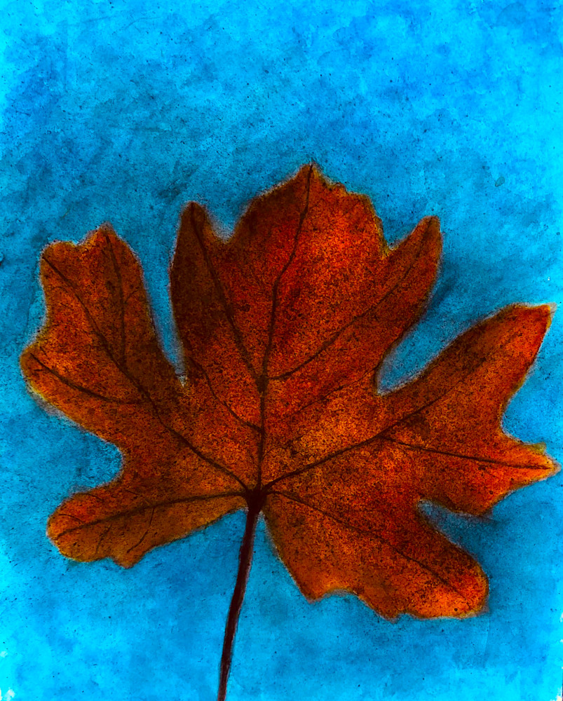 Luminous Fall Leaf Art | dianawoody