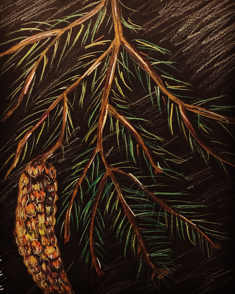 Pine Cone On Black Art | dianawoody