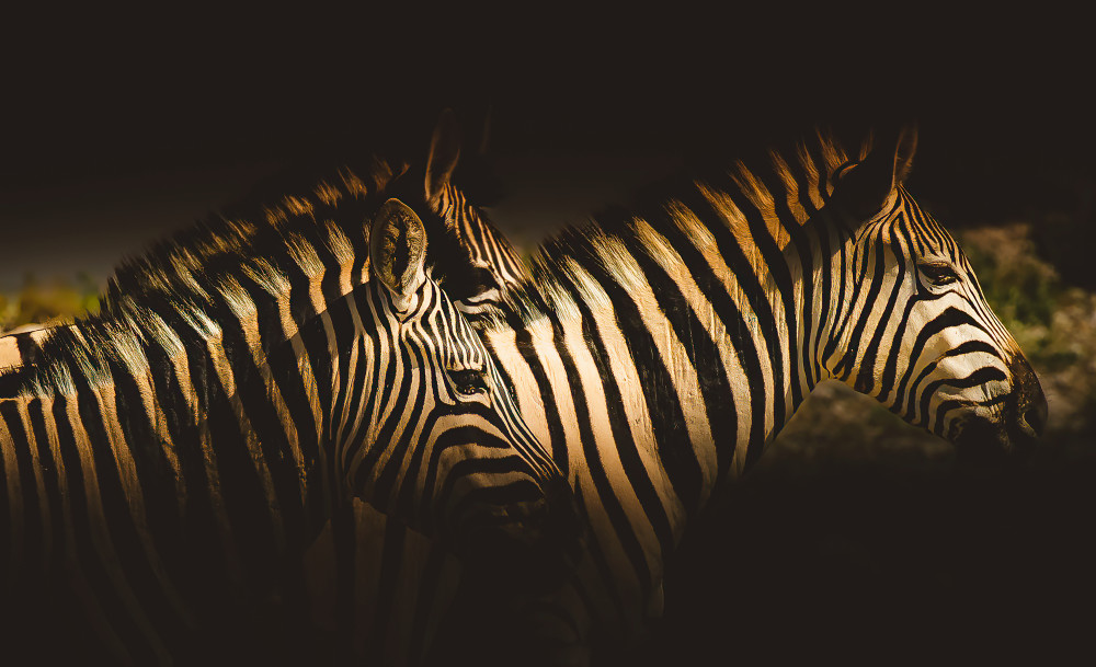 Zebras Photography Art | Mark Nissenbaum Photography