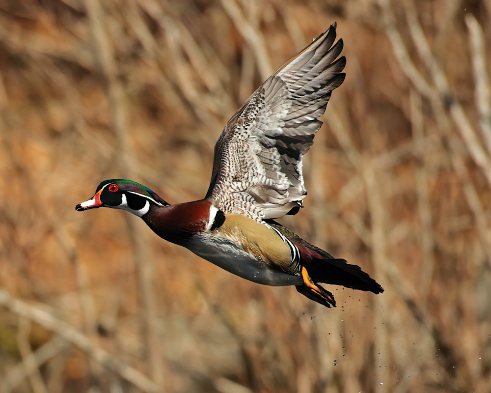 Woods Pond Wood Duck Cropped 1 Photography Art | Michael Brinkley Nature Photography
