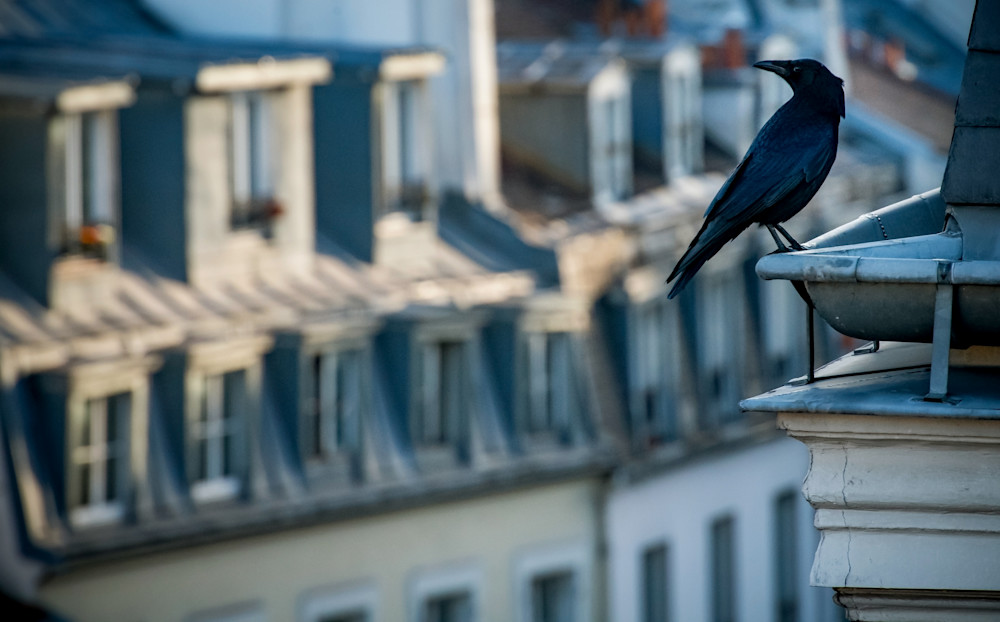 Paris Montmartre Raven Photography Art | Eric Reed Photography