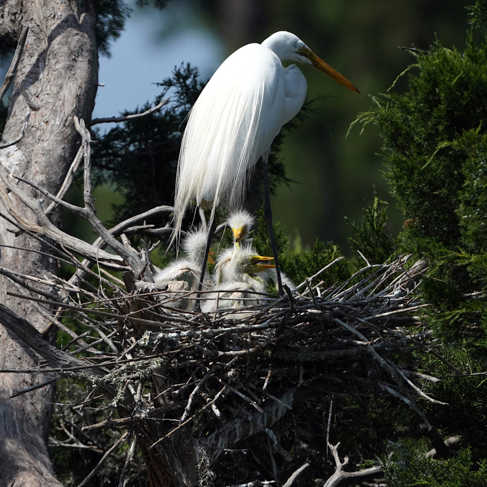 Egret   Mother And Chicks Photography Art | Playful Gallery by Rob Harrison