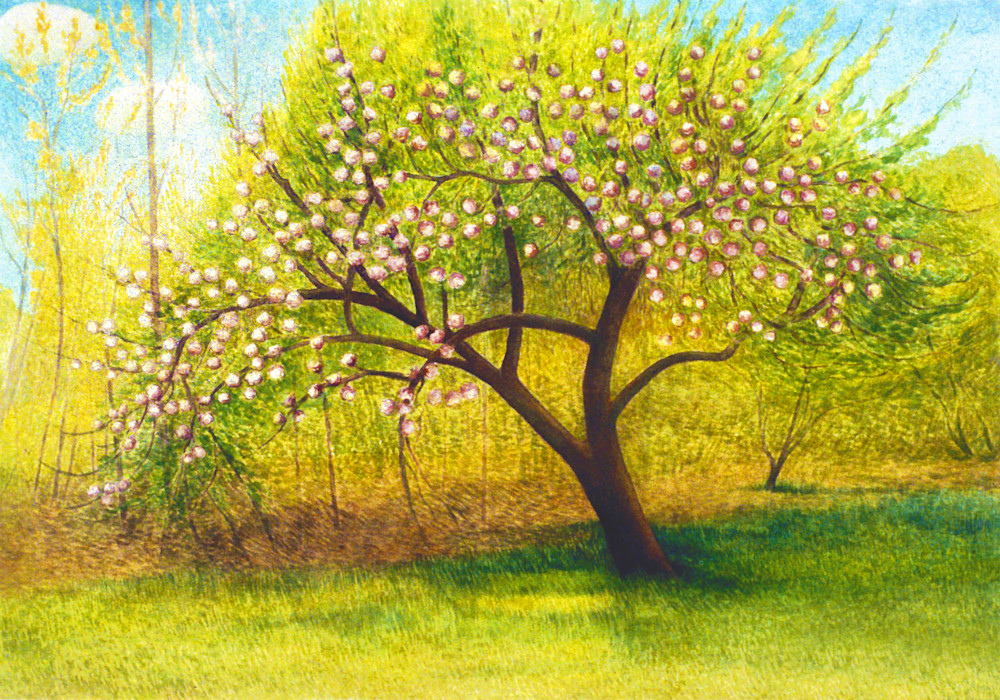 Apple Tree In Blossom Art | Alan Falk Art