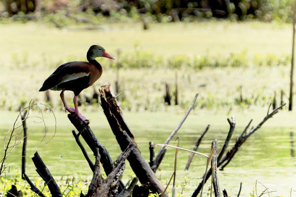 Whistling Duck And Dragonflies Photography Art | Playful Gallery by Rob Harrison