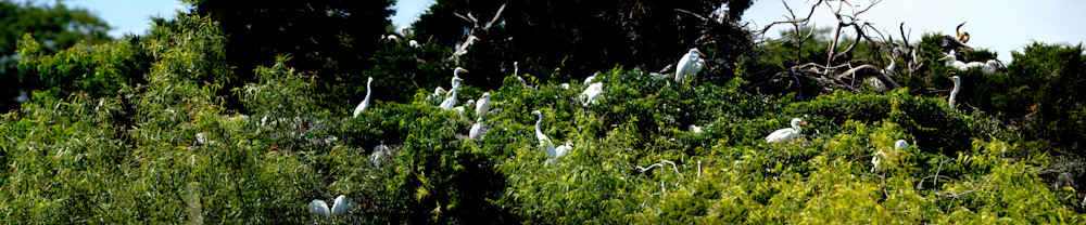 An Egret Rookery Photography Art | Playful Gallery by Rob Harrison