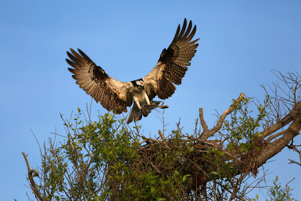 Osprey Landing On Nest Headon 8734 Photography Art | Christina Rudman Photography