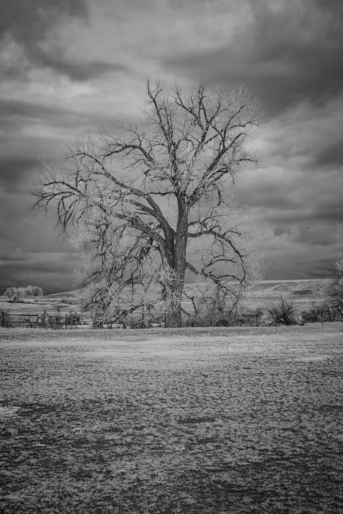 Wyoming Lone Tree