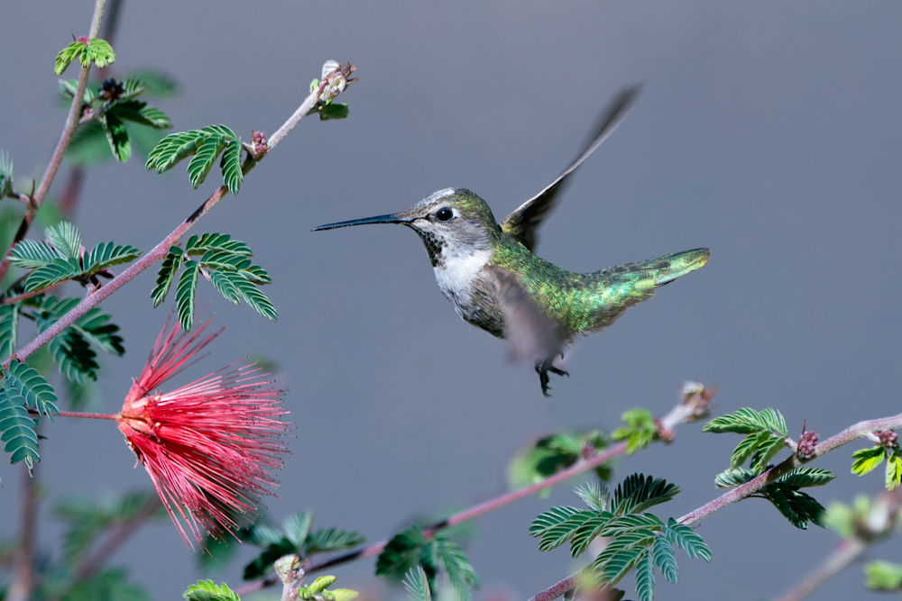 Hummingbird Ballet Photography Art | Kelly Nine Photography