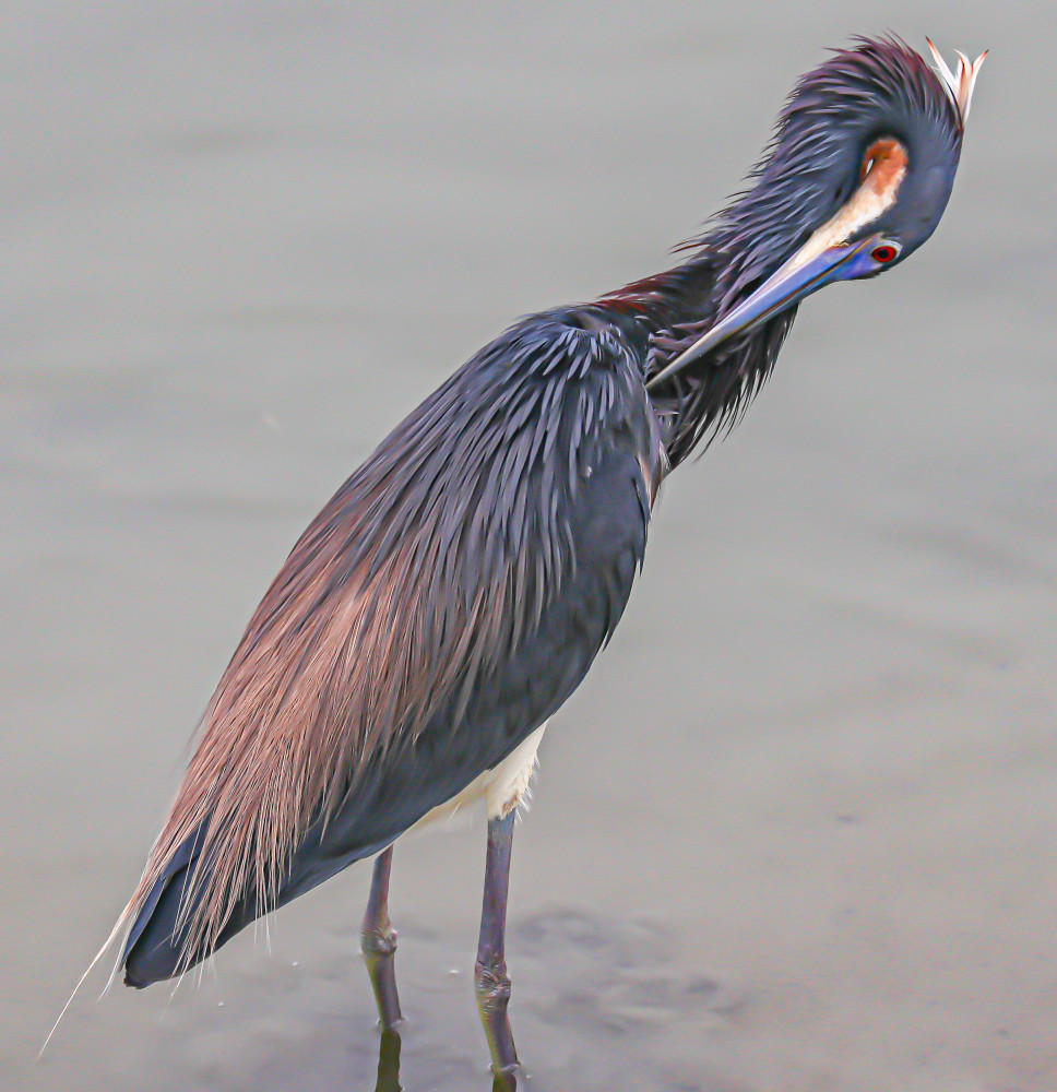 Tricolored_Heron_Stretch