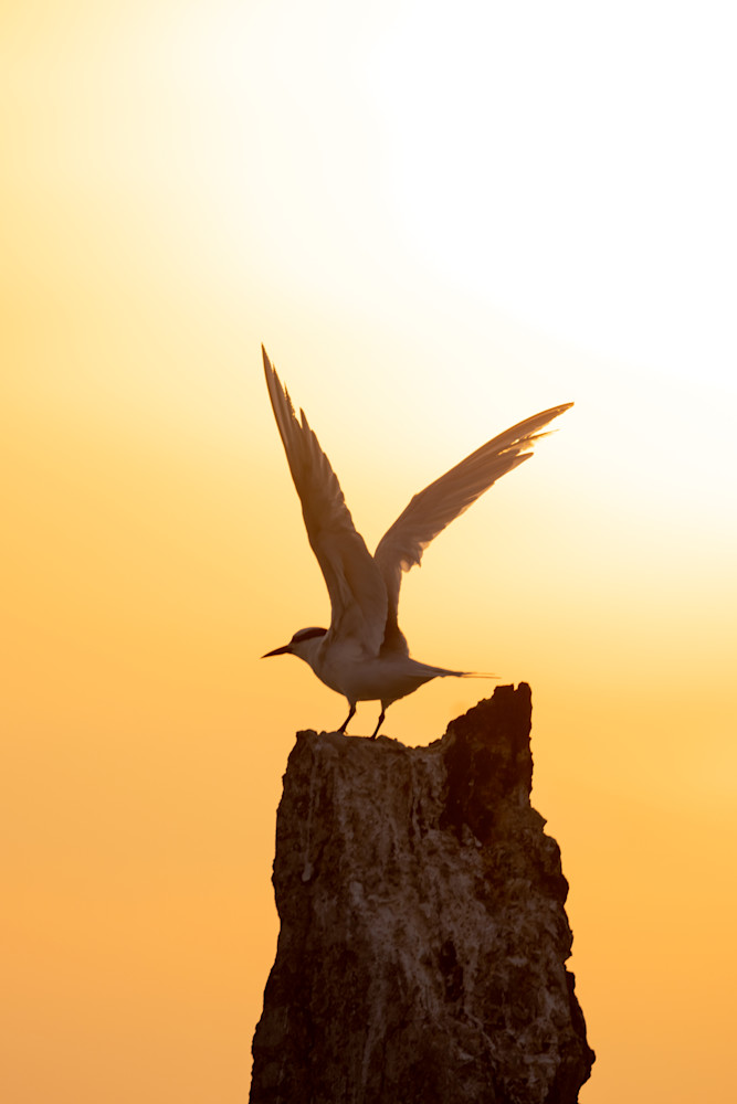Flight At The End Of The Day Art | Chad Wanstreet Inc