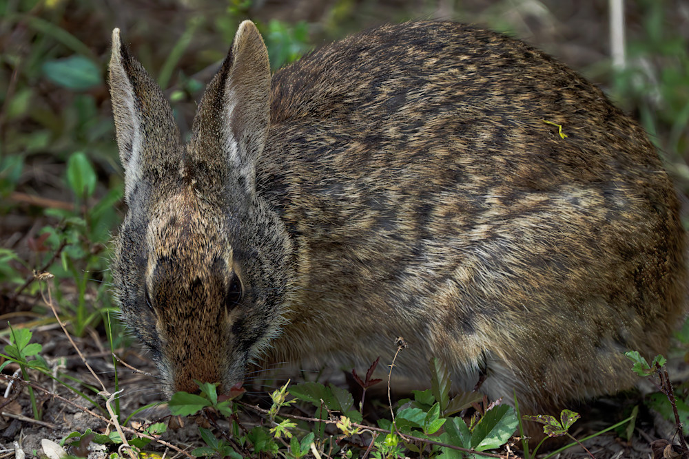 Wild Rabbit Photography Art | Playful Gallery by Rob Harrison