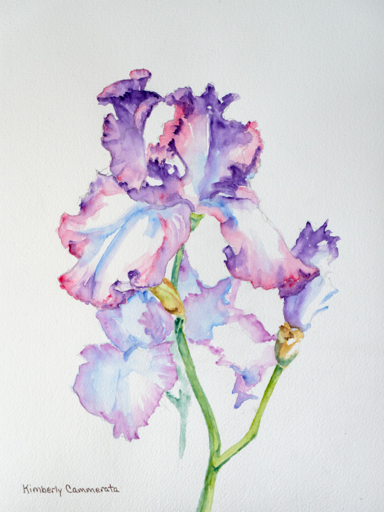 Iris, Firenze Due Art | Kimberly Cammerata - Watercolors of the Sun: Paintings of Italy