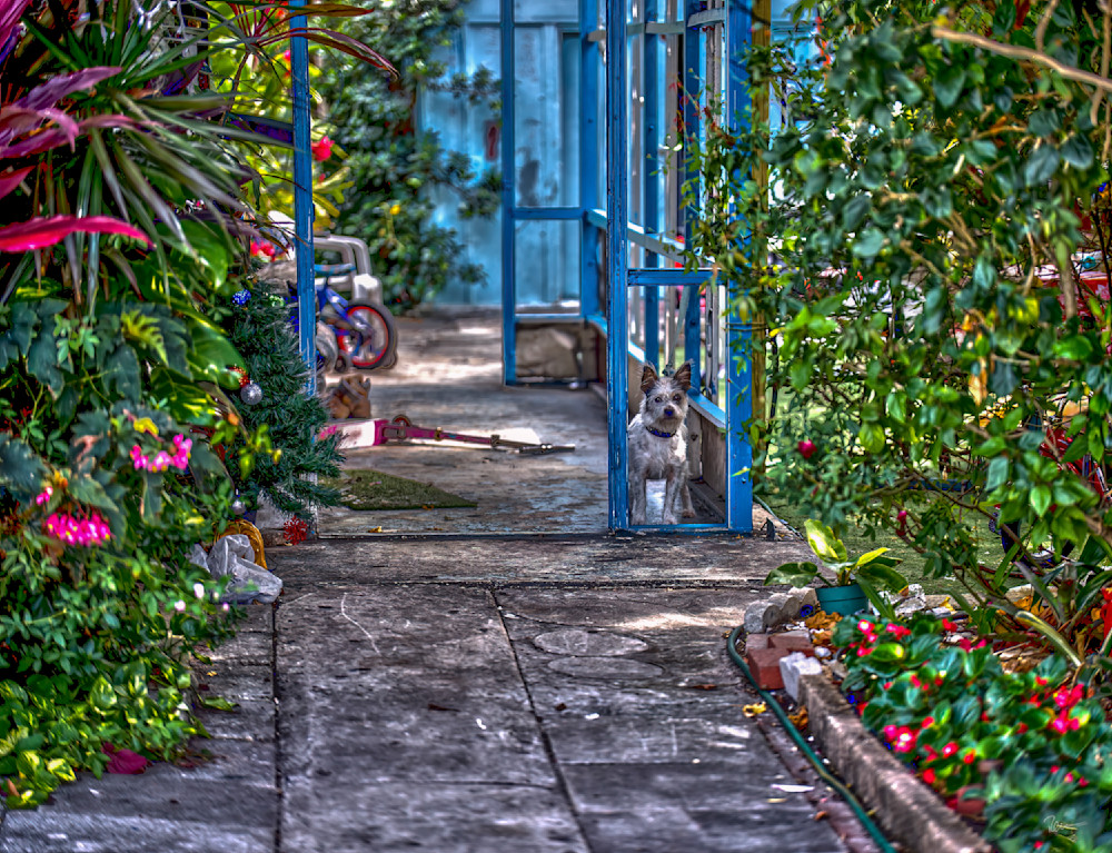 Guard Dog Photography Art | Robert Levy Photographics