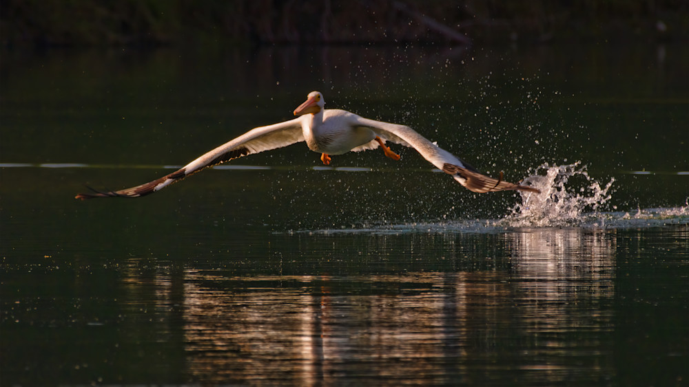 American White Pelican – Snake River, Grand Teton N.P. Photography Art | LightScapeImagery.com