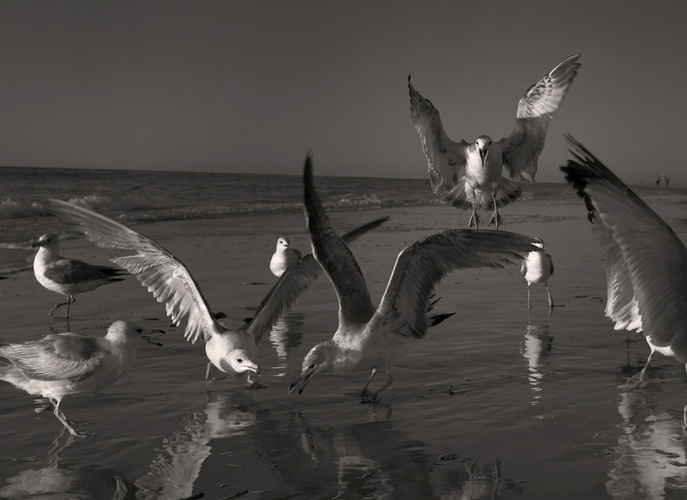 Angry Bird Photography Art | racheljeraffi