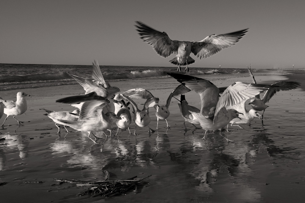 Protector Photography Art | racheljeraffi