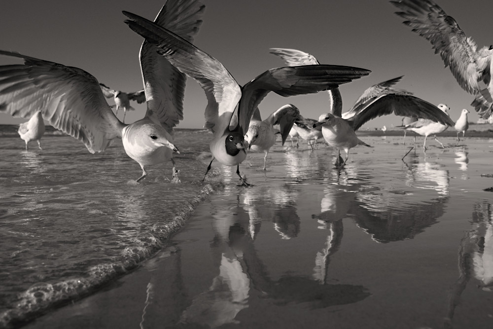 6456   Birds Gallery Photography Art | racheljeraffi