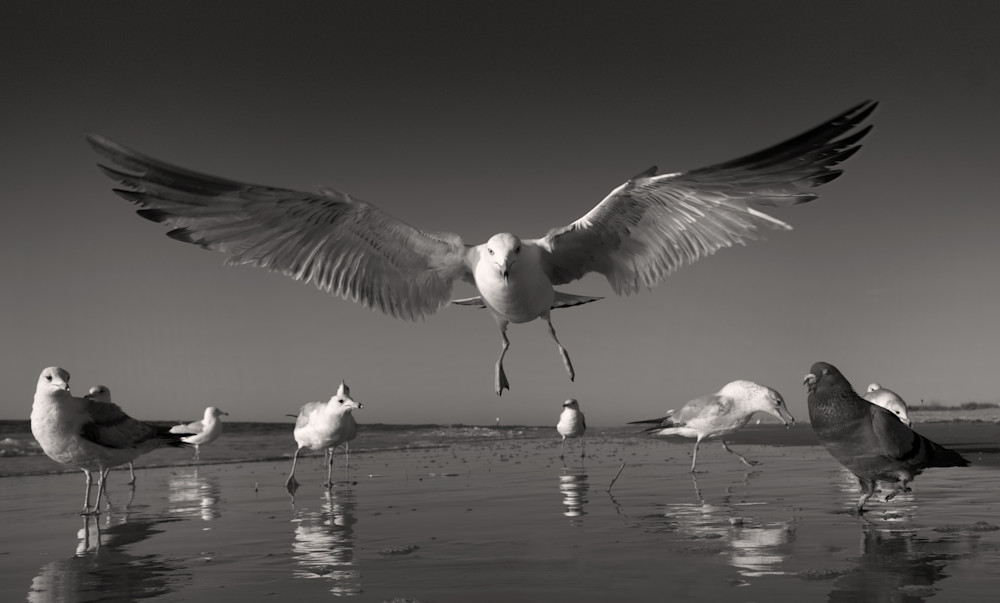 6563  Birds Gallery Photography Art | racheljeraffi