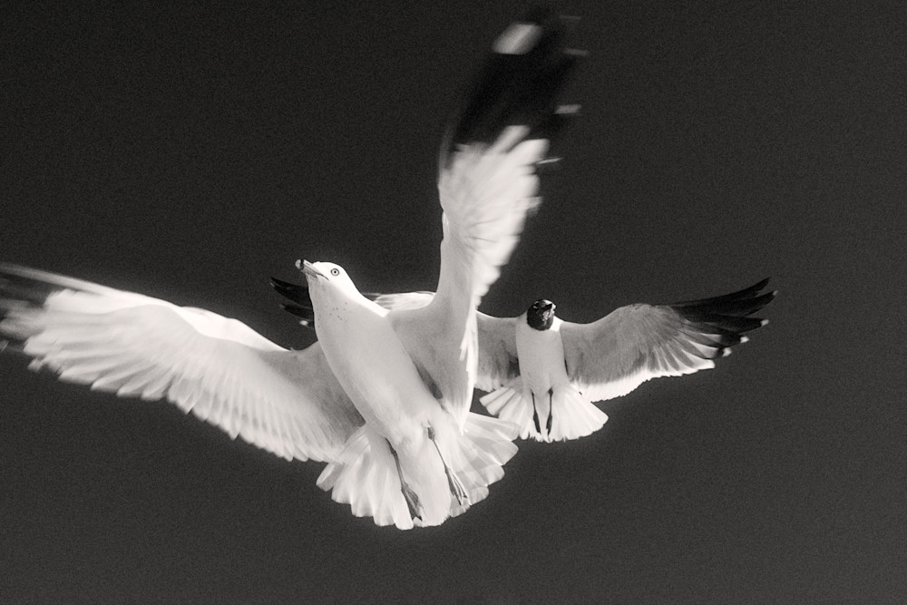 4392 Birds Gallery Photography Art | racheljeraffi