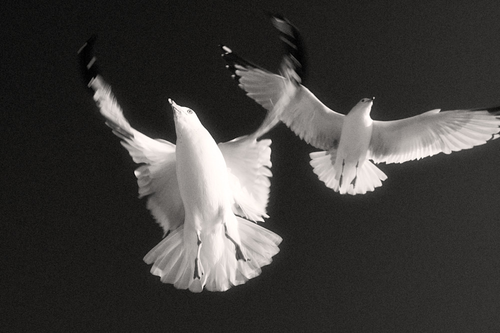 4450  Birds Gallery Photography Art | racheljeraffi