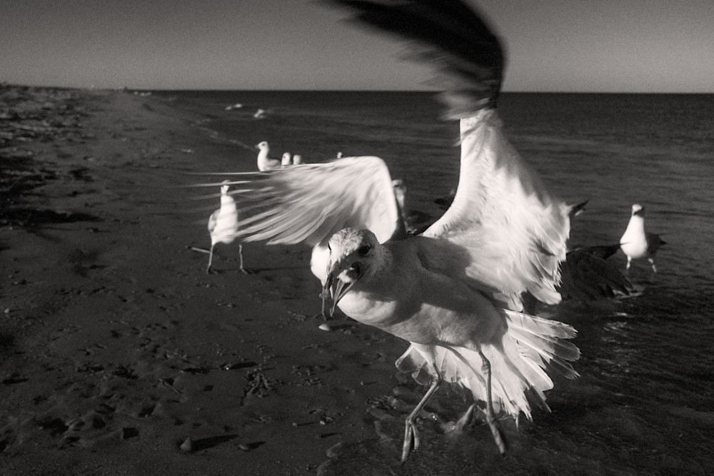 5902  Bird Gallery Photography Art | racheljeraffi