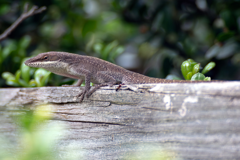 Proud Anole Photography Art | Playful Gallery by Rob Harrison