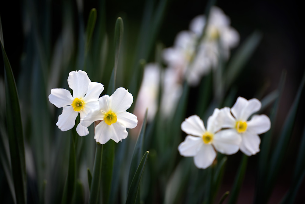 Paperwhites  Photography Art | Playful Gallery by Rob Harrison