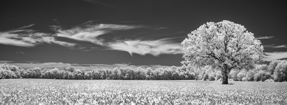 Alone In A Field Cropped Copy Photography Art | Kevin Morris Photography