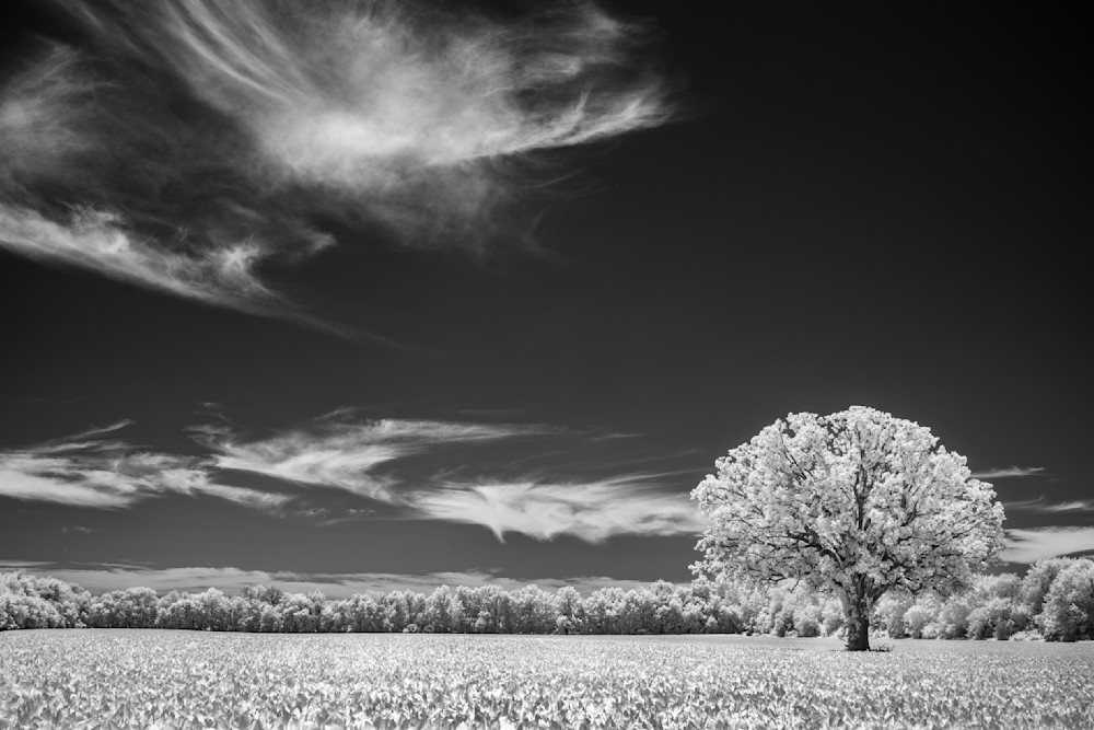 Lone Guardian Under A Restless Sky Photography Art | Kevin Morris Photography USA