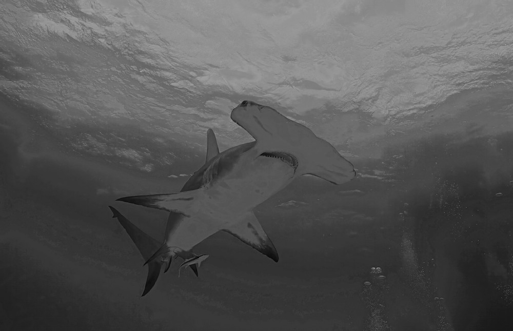 Bw Hammerhead Shark Bahamas 8009 Photography Art | Christina Rudman Photography