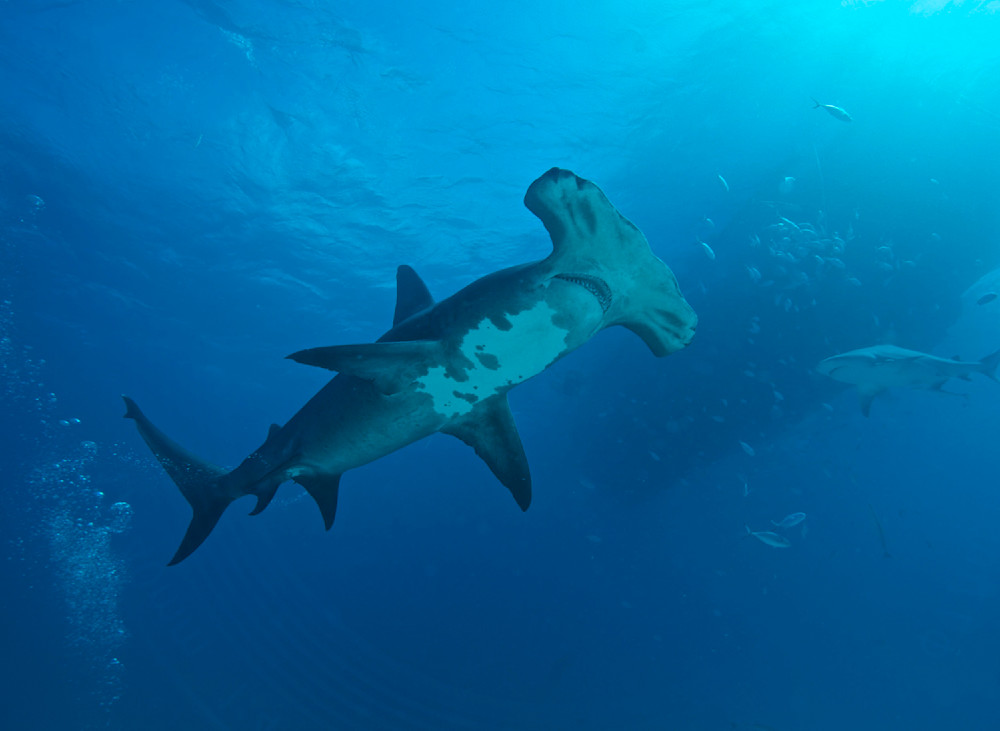 Shark Hammerhead Bahamas 8395 Photography Art | Christina Rudman Photography