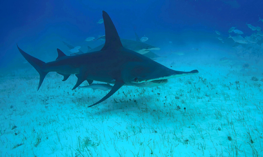 Hammerhead Shark Bahamas 7935 Photography Art | Christina Rudman Photography