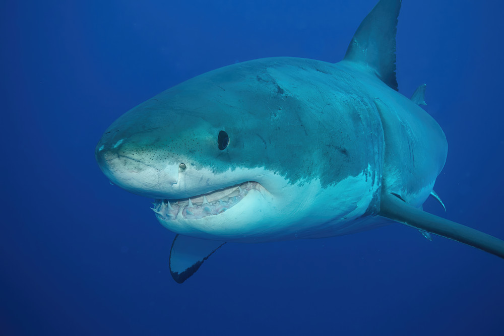 Shark Great White Closeup Guadalupe 1062 Photography Art | Christina Rudman Photography