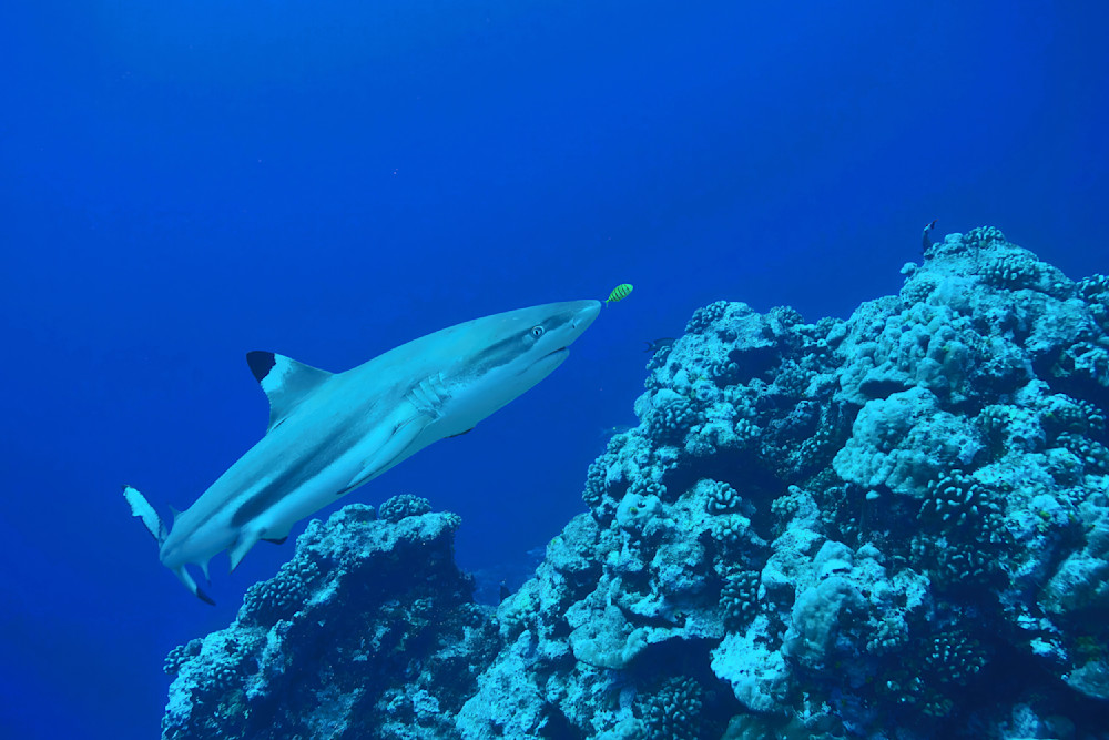 Shark Blacktip Tahiti 4747 Photography Art | Christina Rudman Photography