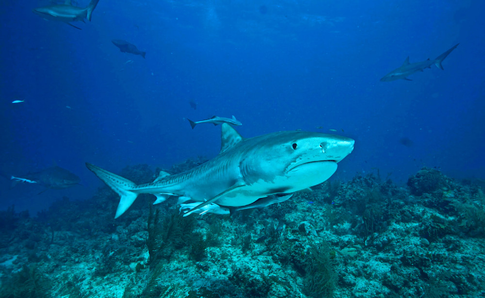 Shark Tiger Bahamas Full Body 8787 Photography Art | Christina Rudman Photography