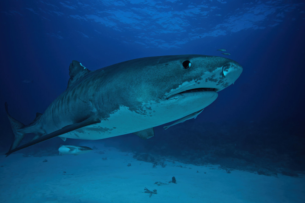 Tiger Shark Up Close Bahamas 9366 Photography Art | Christina Rudman Photography