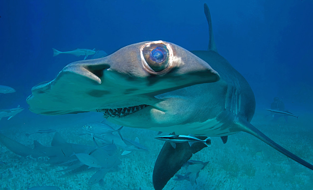 Shark Hammerhead Alien Eye Bahamas 8500 Photography Art | Christina Rudman Photography
