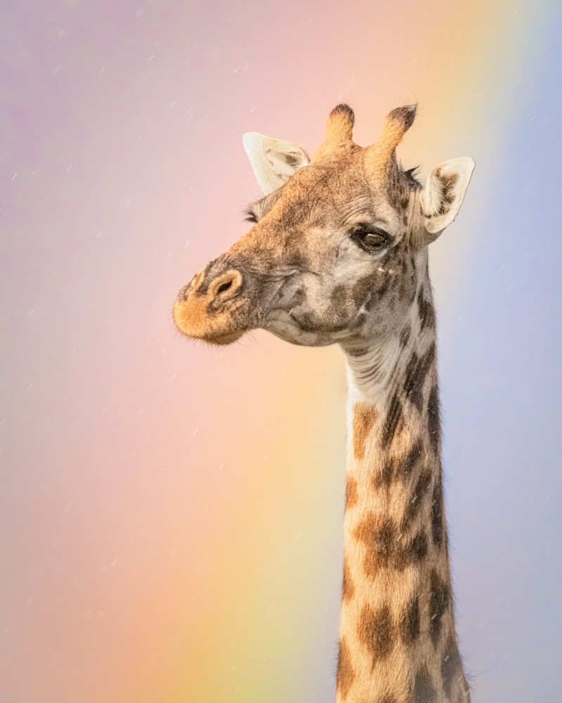 Giraffe In A Rainbow Photography Art | Terrie Gray Photography