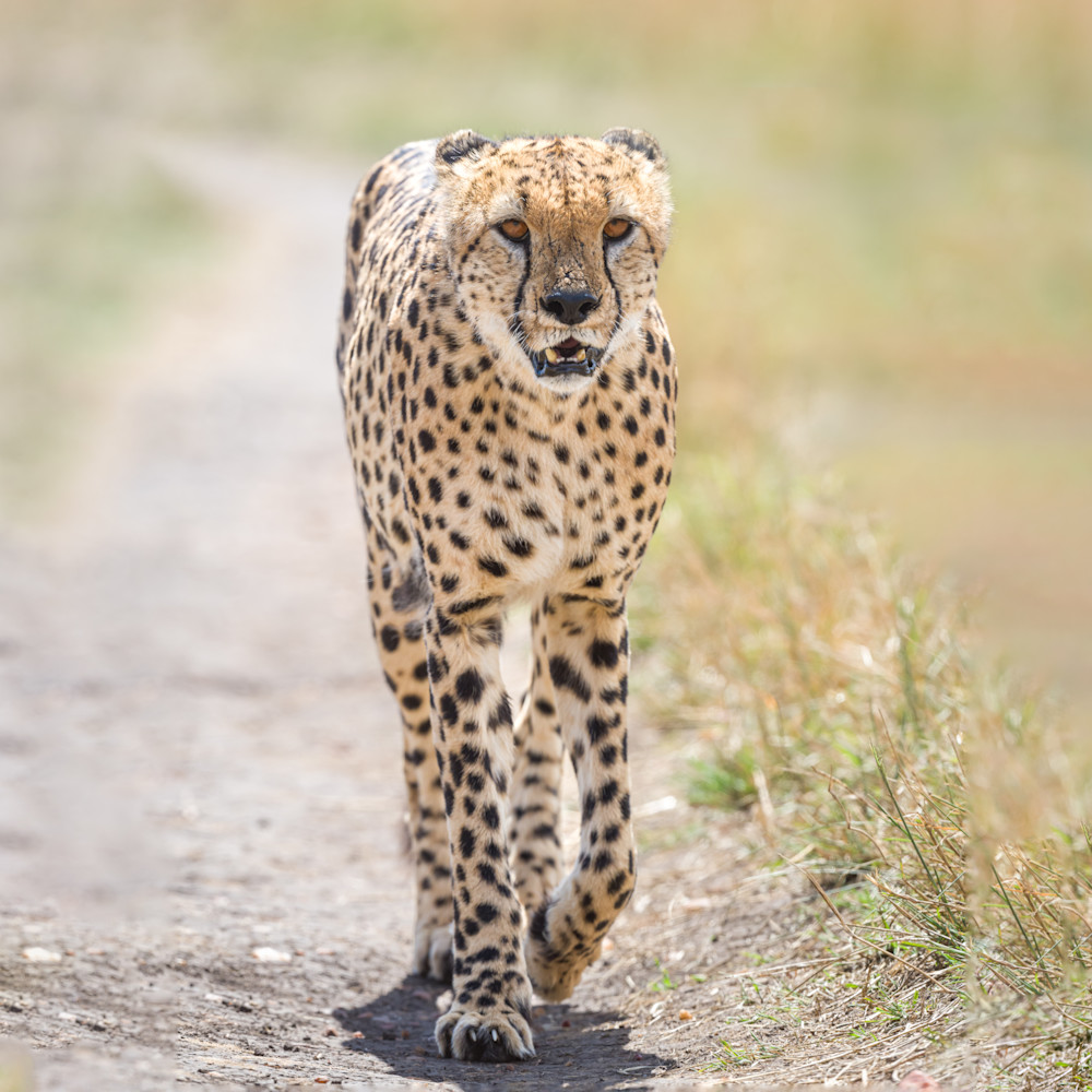 Walking Cheetah (Square) Art | Terrie Gray Photography LLC