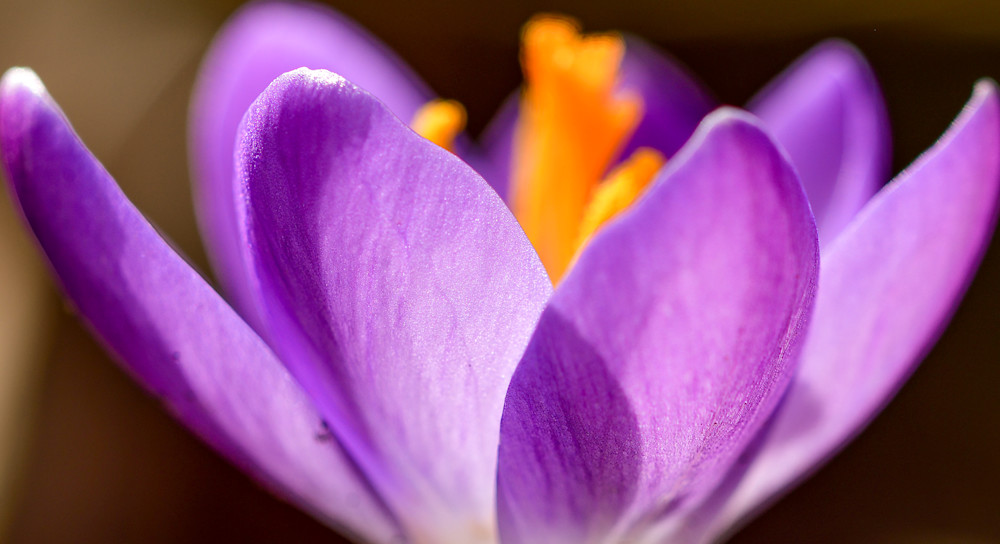 Awakening Photography Art | Amber Louise Photography
