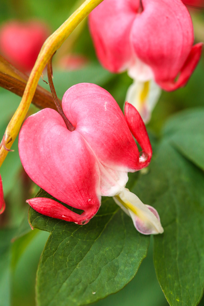 My Bleeding Heart Photography Art | Amber Louise Photography