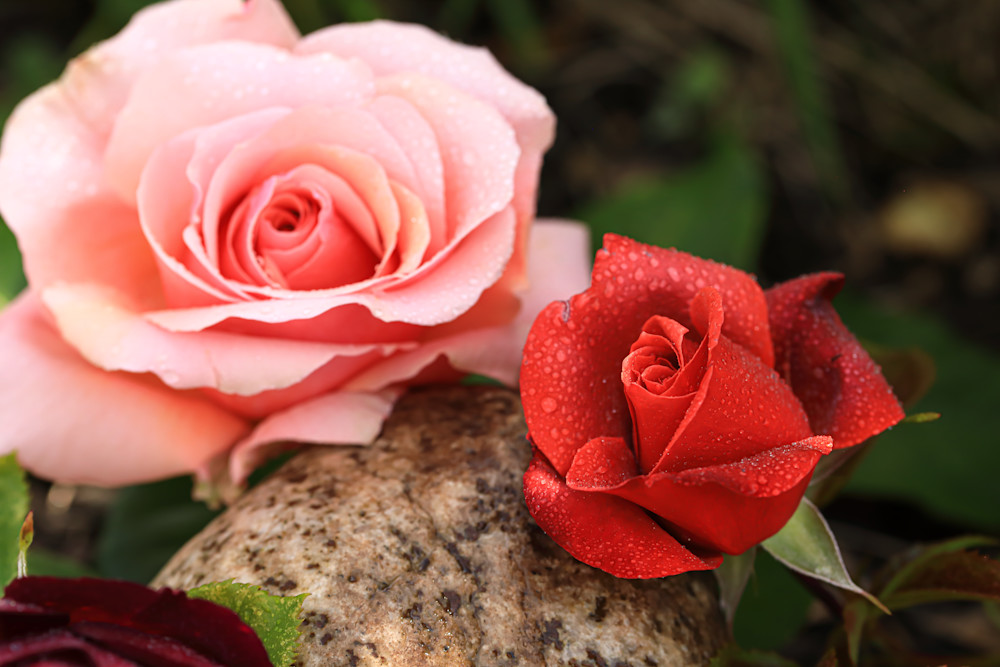 Summer Rose Photography Art | Amber Louise Photography