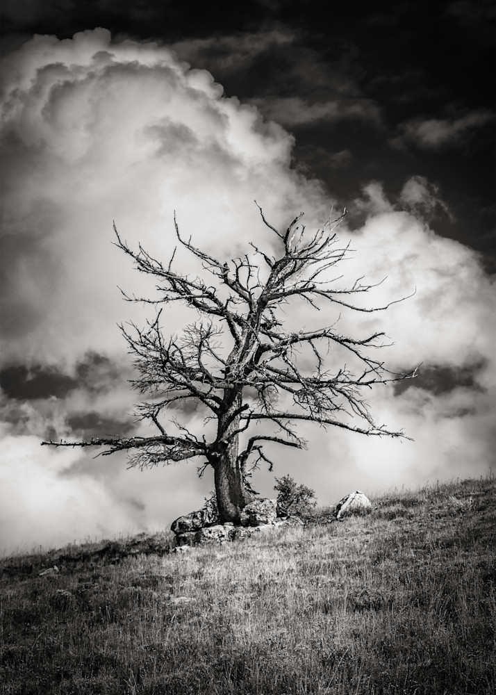 A Lonely Pine – Lander, Wy Photography Art | LightScapeImagery.com
