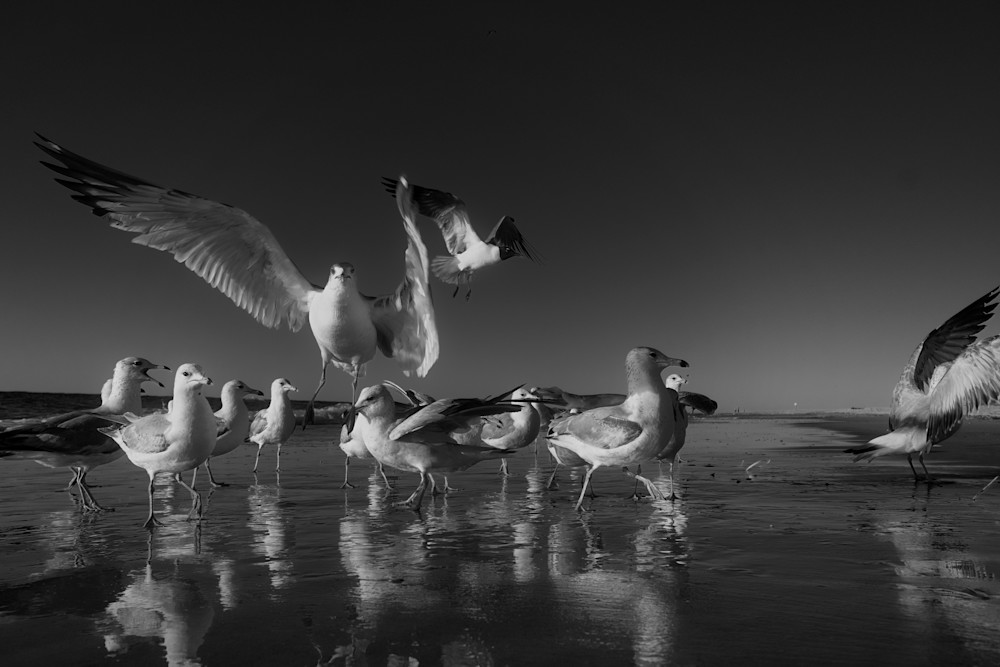 6413  Birds Galley Photography Art | racheljeraffi