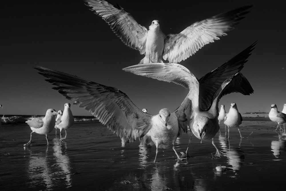6462  Birds Gallery Photography Art | racheljeraffi
