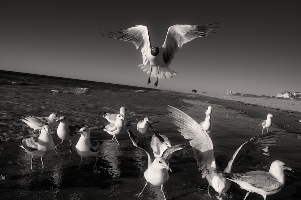 6305  Bird Gallery Photography Art | racheljeraffi