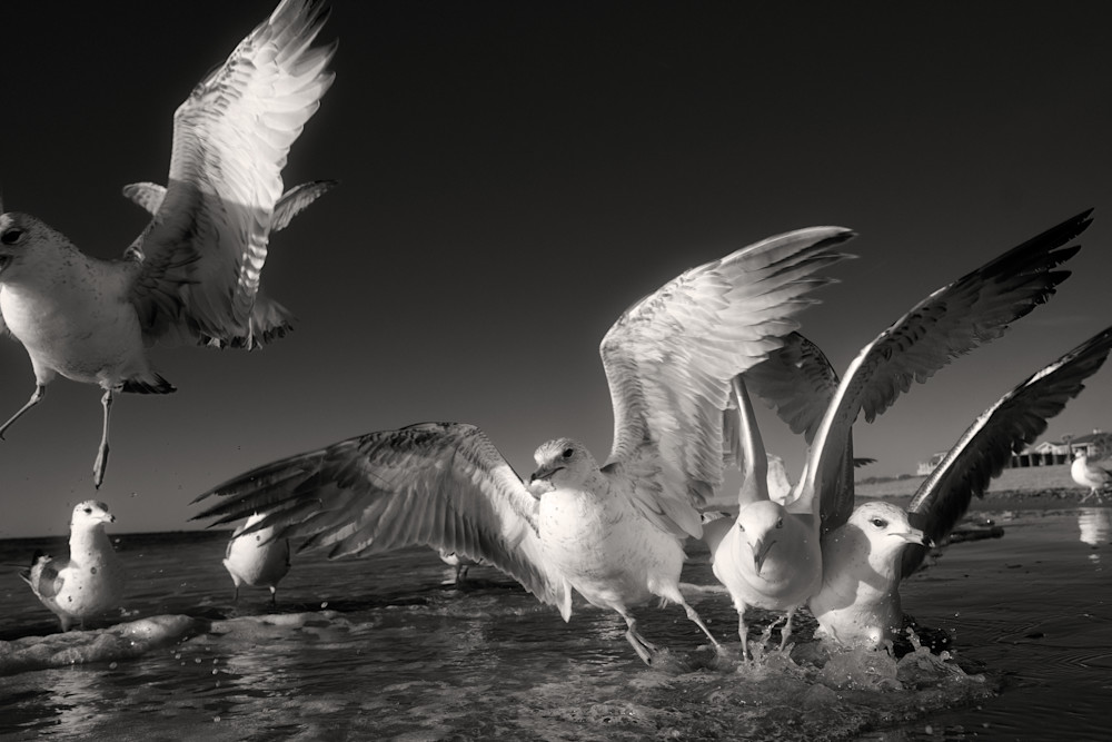 6527  Birds Gallery Photography Art | racheljeraffi